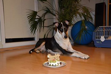First birthday -  Allegria Daff Fun dog 