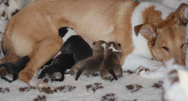 Born puppies in Germany