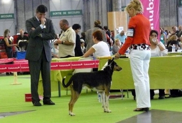 World dog show Paris 2011