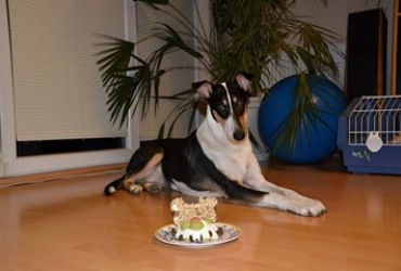 1. narozeniny Allegria Daff Fun dog 