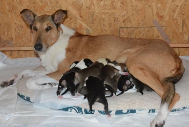Puppies were born in the Slovak Republic after the Brontes