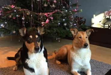 Vánoční návštěva psí nevěsty