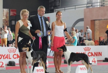 EUROPEAN DOG SHOW BRUSEL 2016