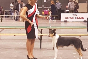 Eurodogshow in Kortrijk 2017